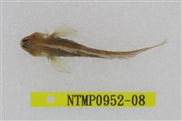 藏品(笠鳚)的圖片